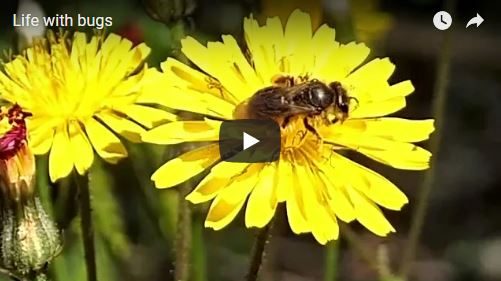 Life with bugs – Amazing Beautiful Video by GwadaLoupe – Youtube